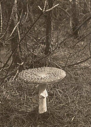 Fliegenpilz (Amanita muscaria)