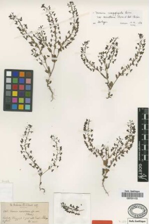 Veronica microtheca Boiss. & Balansa [isotype]