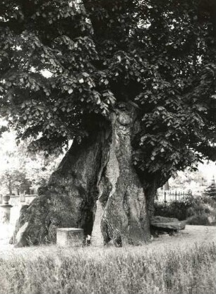 Collm bei Oschatz. Friedhofslinde, sogenannte Gerichtslinde
