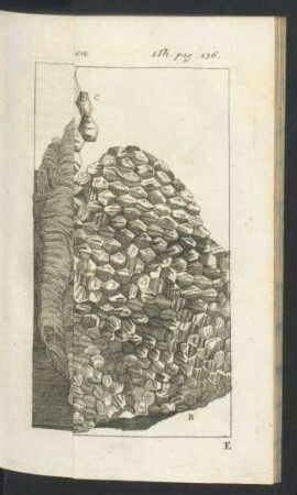 Tafel: Grosses Wespen-Nest von aussen anzusehen