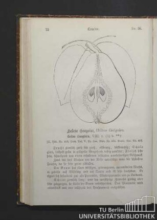Nr. 36. October. Helene Gregoire, Hélène Grégoire. Grüne Langbirn.