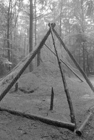 Ameisen-Schutzanlagen im Hardtwald