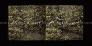 Fluss, Urwald, Schlingpflanzen, Reunion