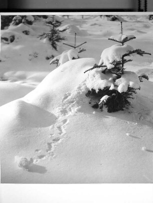 "Tännele im Schnee"
