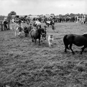 Sportveranstaltung: Pferdeleistungsschau: Reit- und Fahrverein Trittau und Umgebung von 1922 e.V.: Jubiläumsschau: Vorführung des Ponygestüts Auberghof: Bildung eines Kreises: Ponys mit ihren Fohlen und jungen Reitern