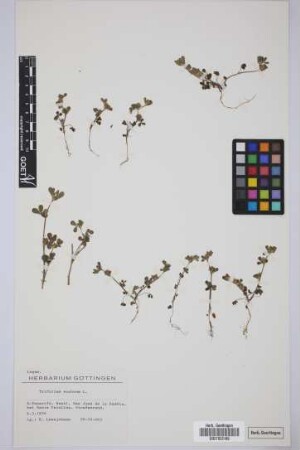 Trifolium scabrum L.