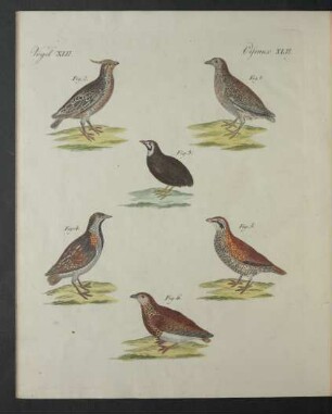 Tafel: Vögel XLII.