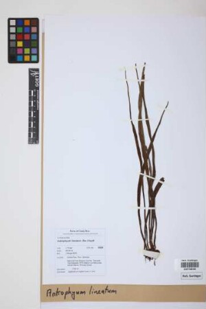 Antrophyum lineatum (Sw.) Kaulf.