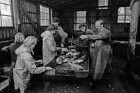 Moorteich: Abfischen: Fischhaus: Mitarbeiter beim Leeren von Keschern: in der Mitte Sortiertisch mit Karpfen
