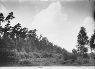 Mischwald mit Kiefern und Birken und Naturverjüngung in der Harth bei Zwenkau