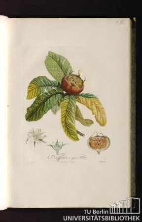 Pl. VII. Nefflier à gros Fruit.