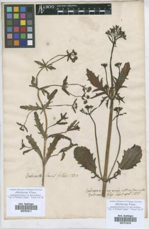 Valeriana