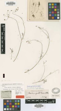 Silaus meoides Griseb. [holotype]