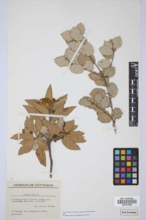 Quercus ilex L.