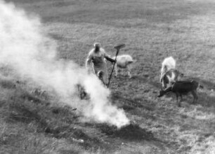 Kartoffelfeuer auf einem Feld. Ansicht mit einem Bauern, einem Kind und Ziegen