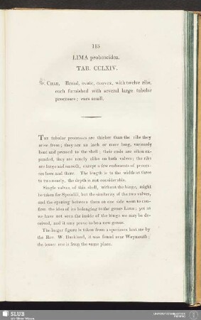 Lima proboscidea. Tab. CCLXIV