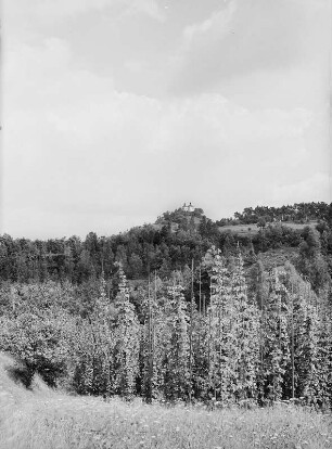 Auscha. Hopfenfelder am Kapellenberg bei Auscha