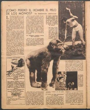 ¿Cómo perdio el hombre el pelo de los monos?