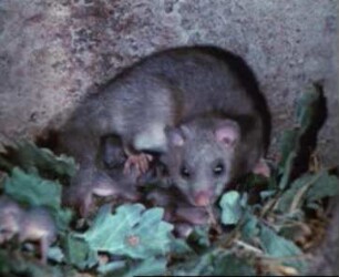 Glis glis (Gliridae) - Jungenbetreuung; Nahrungsaufnahme der Jungen