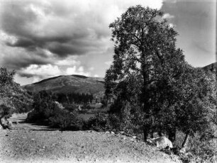 Tal von Molino : Im Vordergrund ein großer Baum, im Hintergrund ein Berggipfel.