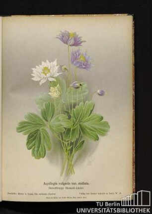 Aquilegia vulgaris L. var. stellata. Sternförmige Bastard-Akelei.