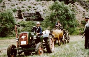 Traktor und Rindergespann