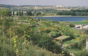 DDR. Neubrandenburg. Terrassenbeete am Ufer des Tollensesees. Blick über den See auf ein Neubaugebiet