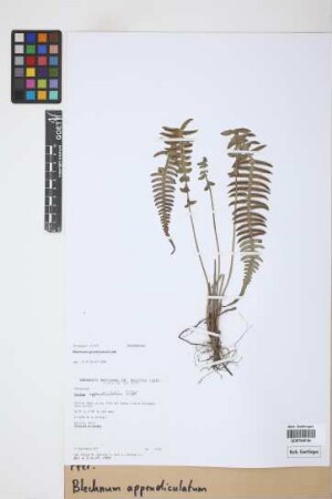 Blechnum appendiculatum Willd.