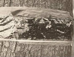 Kleine Frostspanner (Operophtera brumata). Falter auf Klebegürtel
