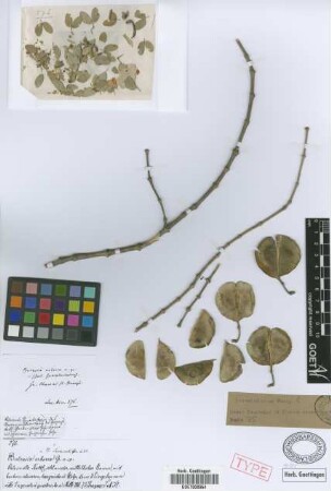 Bulnesia sarmientoi Lorentz ex Griseb.