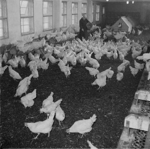 Geflügelfarm Weida der LPG Riesa-Pochra. Fütterung der Legehennen im Winterquartier
