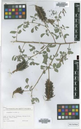 Indigofera hirsuta L.