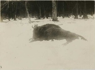 Bison bonasus (Linnaeus, 1758)