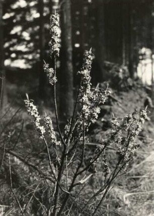 Echter Seidelbast (Daphne mezereum), auch Echt-Seidelbast, Gewöhnlicher Seidelbast oder Kellerhals genannt, ist eine Pflanzenart aus der Gattung Seidelbast (Daphne) und gehört zur Familie der Seidelbastgewächse (Thymelaeaceae)