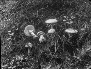 Ein Knollenblätterpilz : Ein Pilz aus der Familien der Wulstlinge (Amanita Persoon).