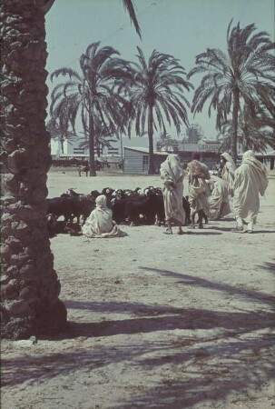 Reisefotos. Libyen. Benghazi? Hirte mit Ziegenherde und Männern