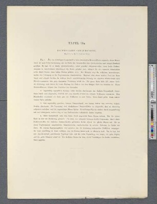 Tafel 59a. Baumwollene Gewandstoffe.