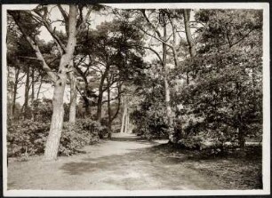 Niederlande, Hilversum. Kieferwald-Promenade (Spanderswoud)