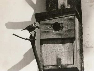 Haubenmeise (Parus cristatus L.) mit Futter am Nistkasten