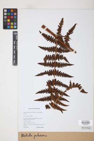 Blotiella pubescens