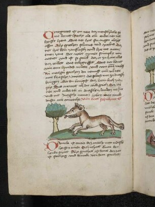 Tier "Schuchant"; (Teil III A: Von den Tieren, die auf der Erde gehen)