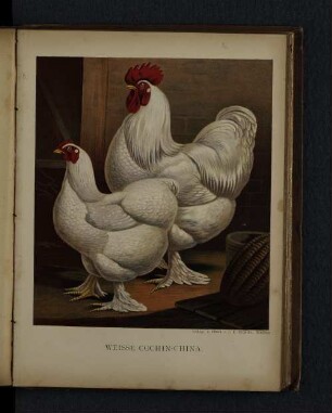 Weisse Cochin-China.