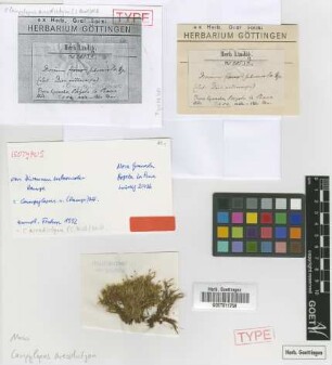Campylopus subconcolor (Hampe) Mitt. [isotype]