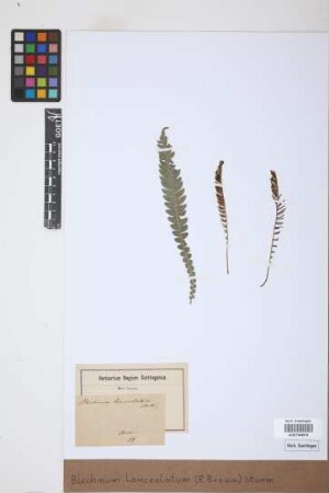 Blechnum lanceolatum (R.Br.) J.W.Sturm
