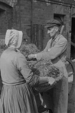 Gottlob Bartko, Landwirt und Bürgermeister von Halbendorf, Kandidat des Dorfparlaments mit seiner Ehefrau bei landwirtschaftlicher Arbeit. : Bohuchwal Bartko, ratar a wjesnjanosta w Brězowce, kandidat do wjesneho parlamenta, ze swojej mandźelskej při ratrskim dźěle.