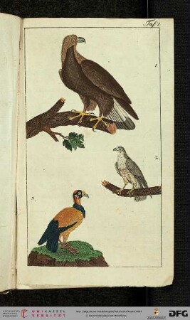 Erstes Kupferblatt: Der Adler. Der Falke. Der Geierkönig