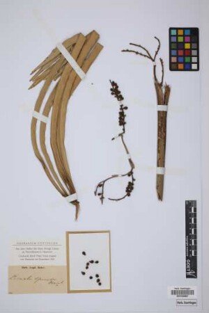 Licuala spinosa Wurmb