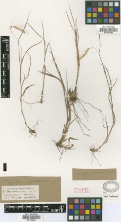 Pogonatherum majus Griseb. [holotype]