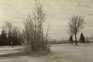 Schellerhau. Rauhfrostbehangener Strauch