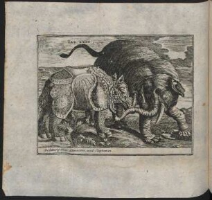 Vorstellung eines Rhinocerus und eines Elephanten